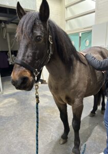 Dierenarts op zaterdag